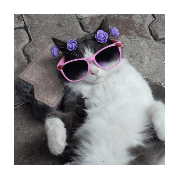 živá grumpy cat - kočka ležící na dlažbě s brejlema a věnečkem